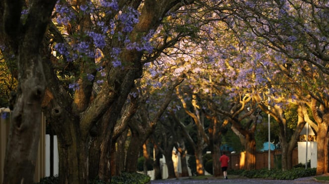 Pohon Jakaranda di Johannesburg