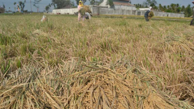 Gabah kering hasil petani di Malang