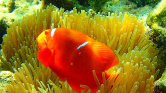 Pesona Surga Pulau Pahawang di Lampung
