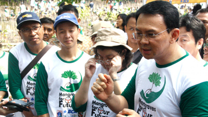 Plt Gubernur DKI Jakarta Basuki Tjahaja Purnama di penanaman pohon mangrove