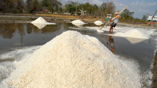 Pekerja memanen garam di pegaraman Desa Bunder