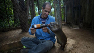 Pria Ini Jadikan Hewan Mirip Tikus Peliharaannya