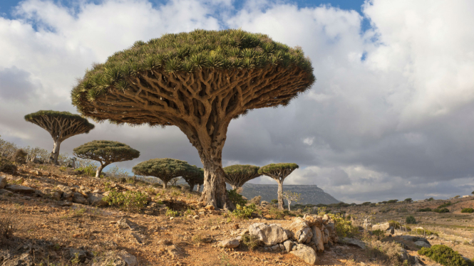 Keindahan Pulau Socotra, Yemen