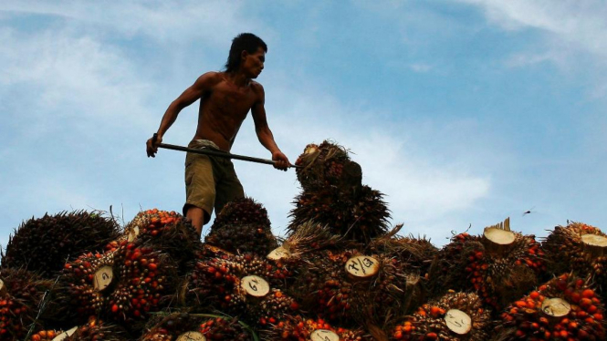 Pekerja perkebunan kelapa sawit di Sumatra Utara