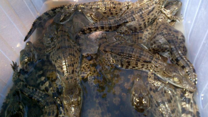 Buaya Bagong dan Kampret Tetaskan 21 Telur di Taman Margasatwa Semarang