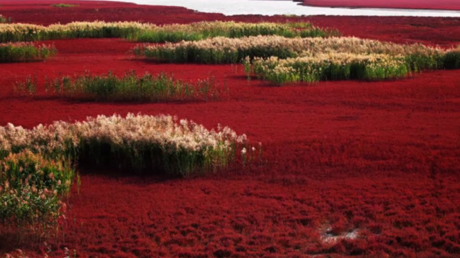 Pantai merah Panjin di China