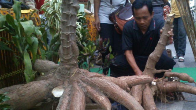 Suaji sedang melayani pembeli singkong