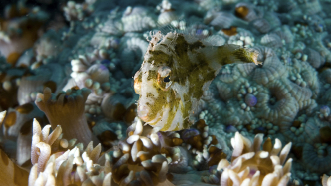 Ilustrasi ikan di Pulau Lembeh