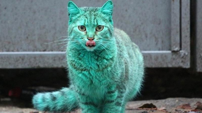 Kucing Hijau di Bulgaria