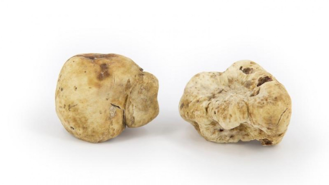 Ilustrasi jamur white truffle