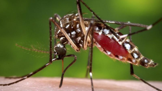 Ilustrasi nyamuk penyebar virus Zika.