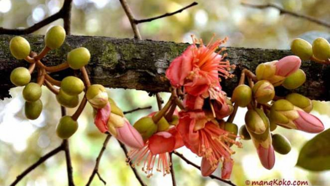 Unduh 700 Gambar Durian Berwarna Merah Terbaik Gratis HD