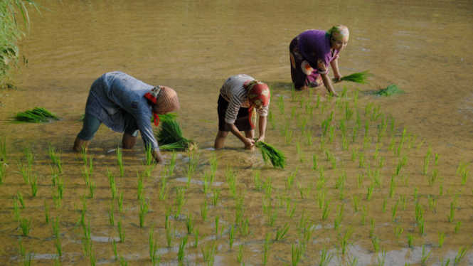 Petani di sawah