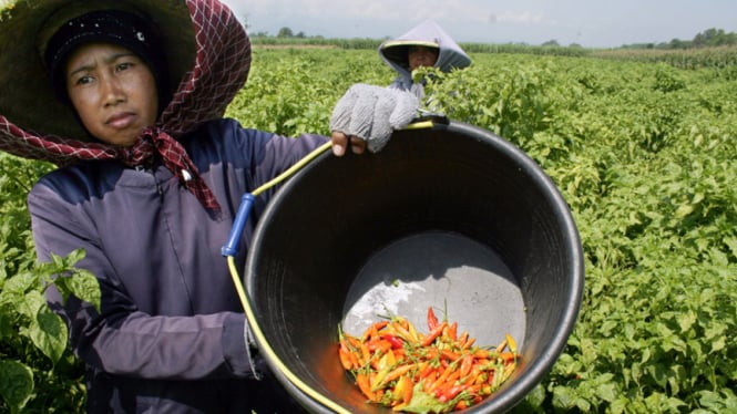 Petani cabe