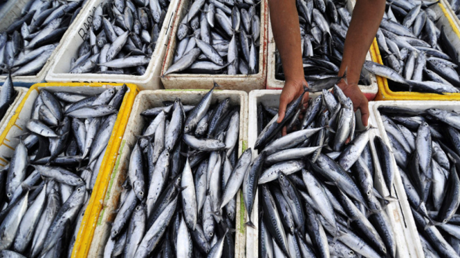 Tangkapan ikan dari para nelayan.