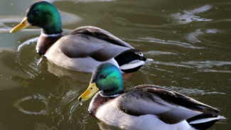 Tangisan Wali Kota Rusia Selamatkan Nyawa Bebek