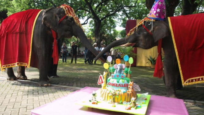 Gajah Gonzales Sambut Libur Tahun Baru di Kebun Binatang Surabaya pada 2014 lalu.