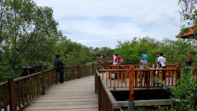 Wisata Mangrove Wonorejo Surabaya