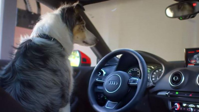 Cuplikan anjing menyetir mobil dalam video buatan Audi