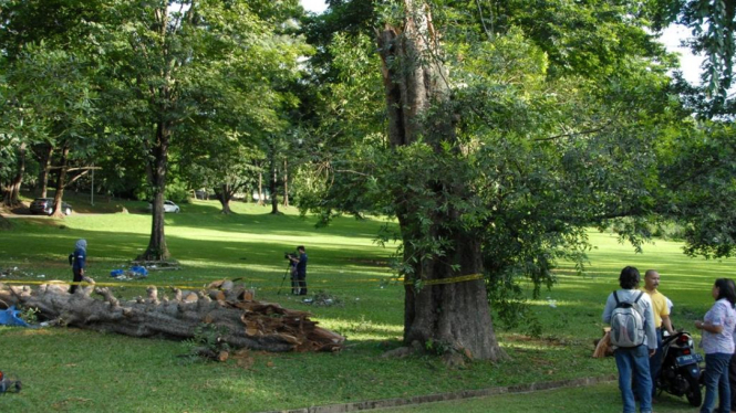 Pohon tumbang di Kebun Raya Bogor