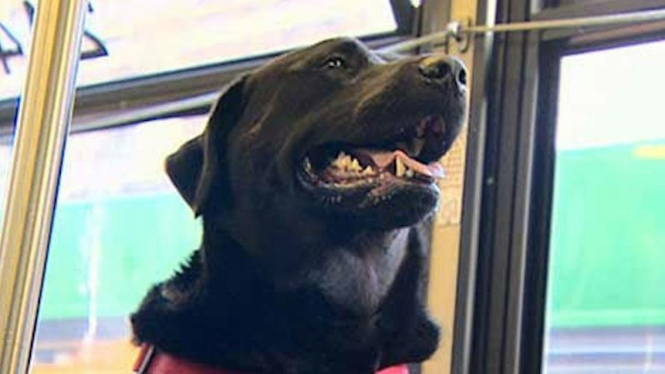 Eclipse, anjing yang doyan naik bus