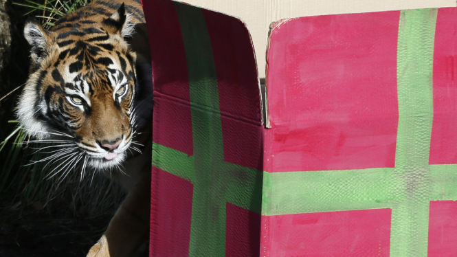 Harimau Sumatera di Kebun Binatang London