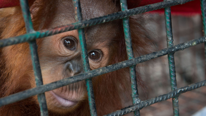 Penyitaan Orangutan Sumatra 