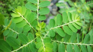 Ramuan Daun Meniran untuk Obati Penyakit