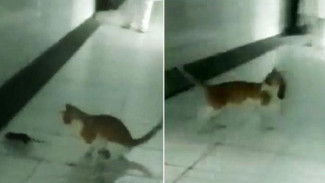 Aksi Kucing Tangkap Tikus di Rumah Sakit Bikin Heboh