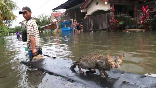 Warga menyelamatkan kucing ketika banjir, Selasa (10/2/2015). 