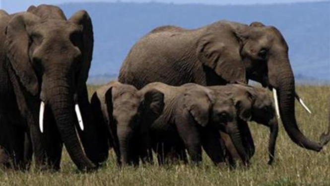 Ilustasi kawanan gajah