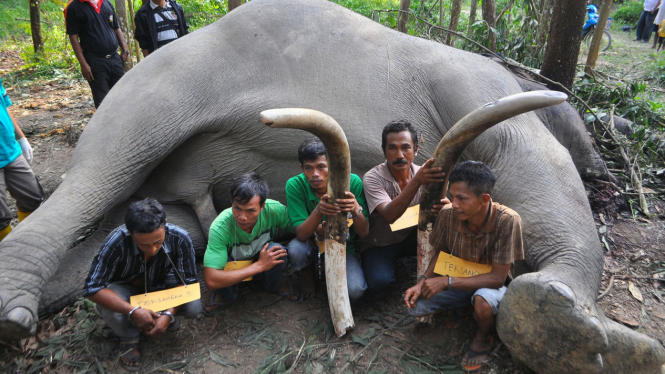 Rekonstruksi Pembantaian Gajah