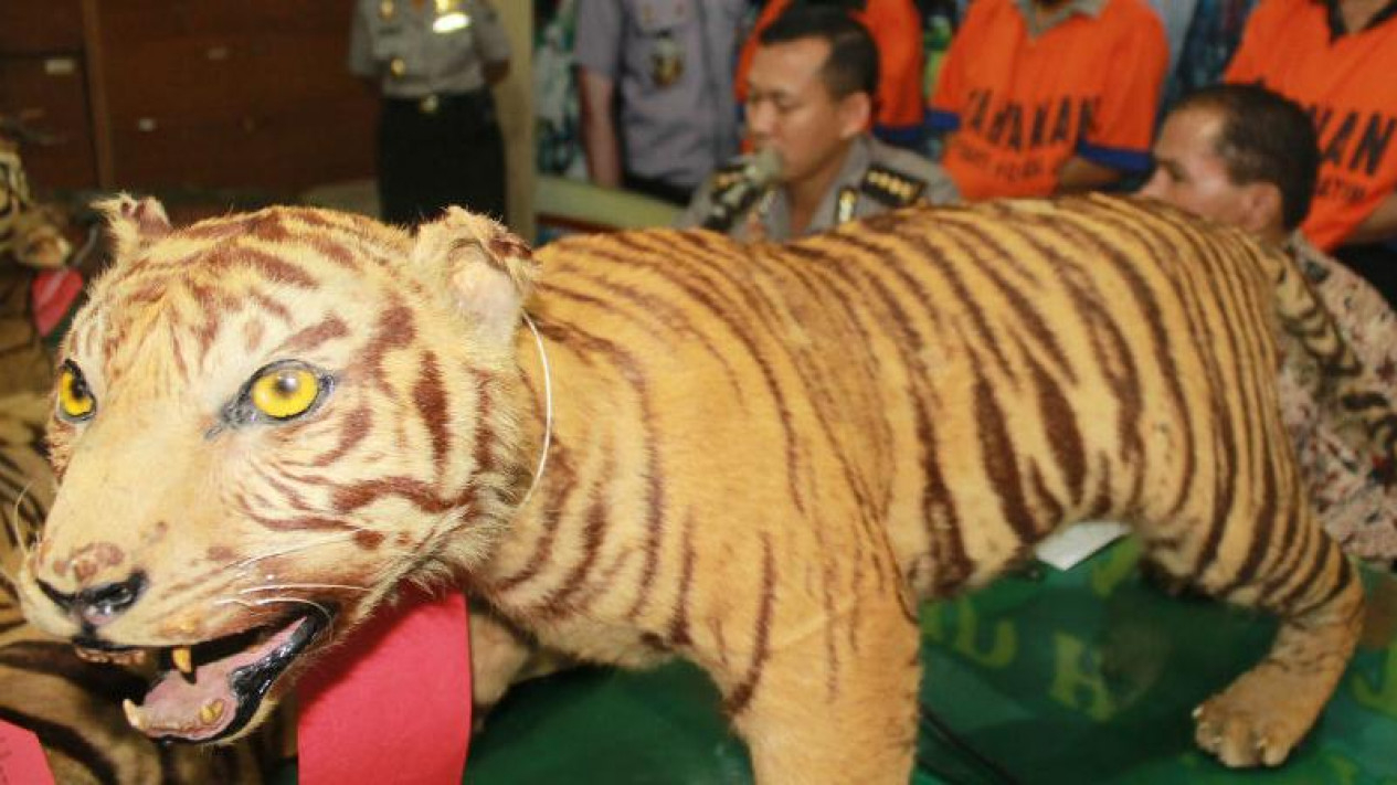 Foto Oknum Pegawai Kehutanan Ketahuan Jual Kulit Harimau Sumatera