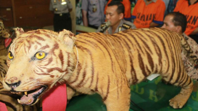 Polisi Ringkus Penjual Harimau yang Diawetkan