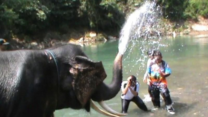 Wisata gajah