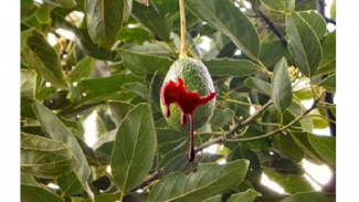 Cara Membuat Obat Asam Urat dari Daun Alpukat