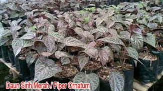Khasiat dan Manfaat Daun Sirih Merah untuk Kesehatan