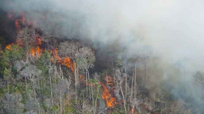 Riau siaga darurat kebakaran