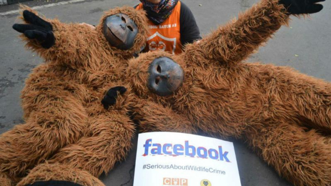 Facebook Jadi Lapak Favorit Jual-Beli Orangutan