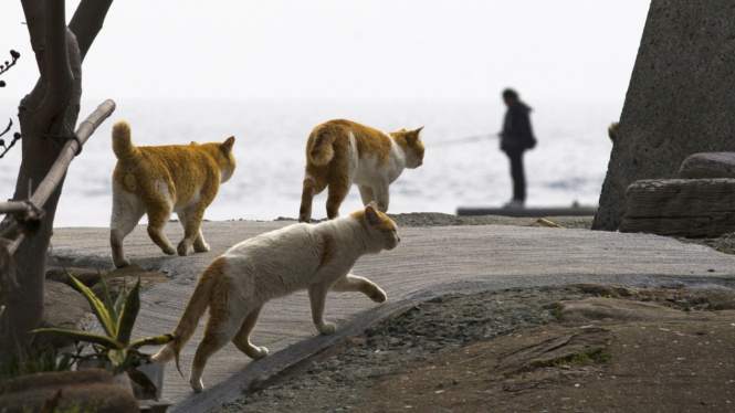 Ratusan Kucing di Pulau Terpencil Jepang