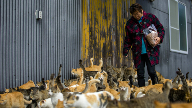 Ratusan Kucing di Pulau Terpencil Jepang