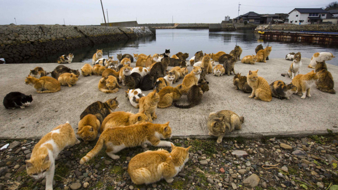 Ratusan Kucing di Pulau Terpencil Jepang