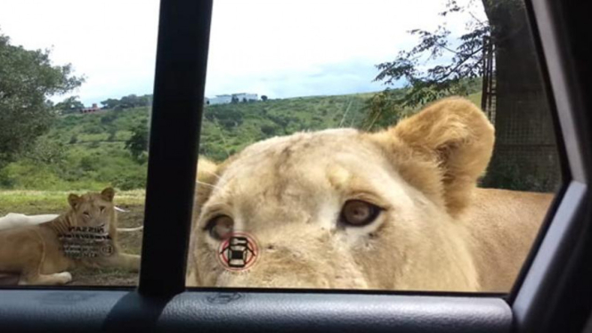 Seekor singa berhasil membuka pintu mobil.
