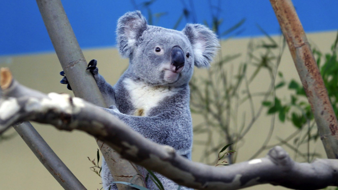 kebun binatang budapest kedatangan dua koala