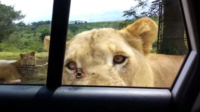 Seekor singa berhasil membuka pintu mobil