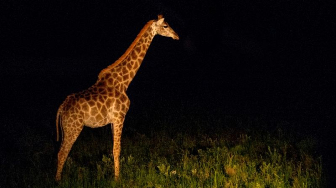 Pengalaman Seru Berpetualang di Safari Malam