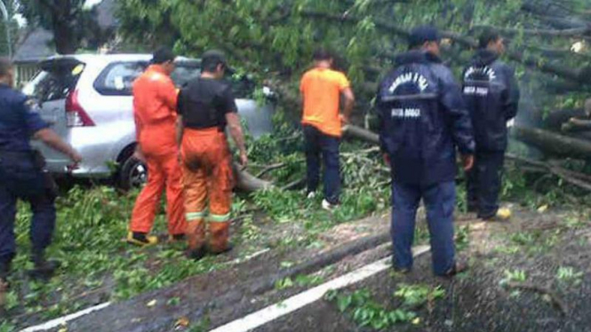 Pohon tumbang menimpa mobil Toyota Avanza di Jalan Pajajaran, Kota Bogor.
