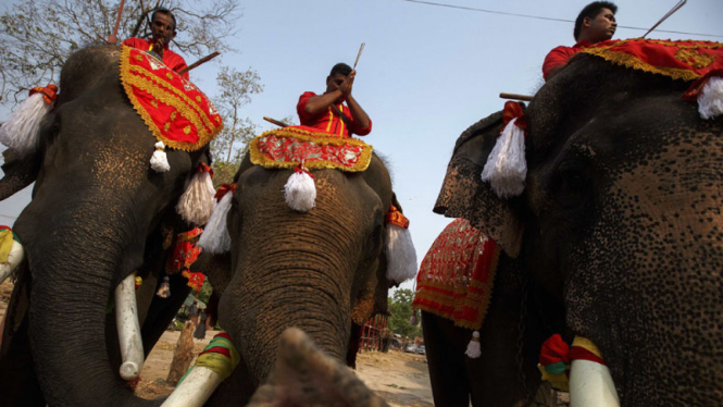 Perayaan Hari Nasional Gajah di Thailand