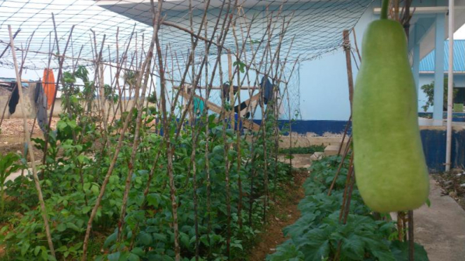 Sayur mayur hasil tanaman ABK kapal asing di Batam, Rabu (18/3/2015)