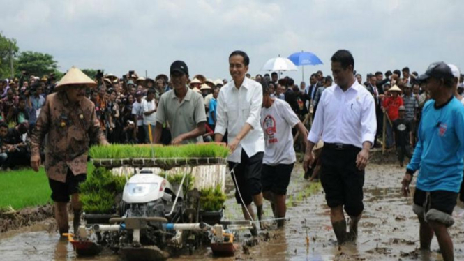 Presiden Joko Widodo menyaksikan penanaman padi